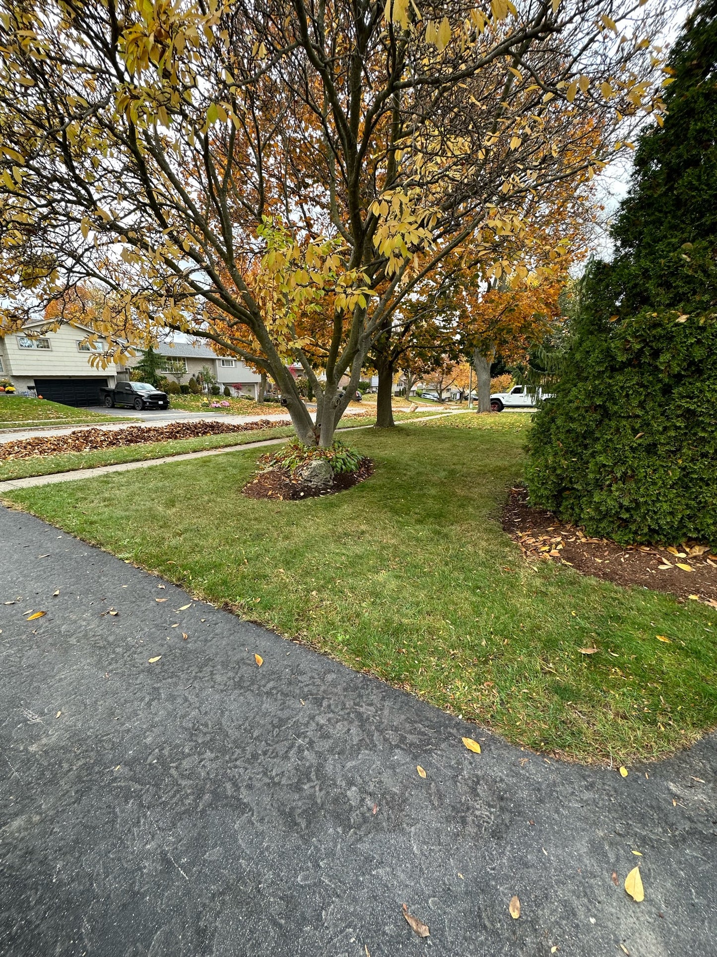 Leaf & Debris Removal