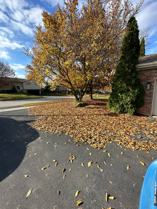 Leaf & Debris Removal